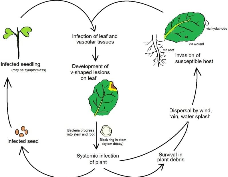 plant-pathology-definition-and-importance-to-agriculture