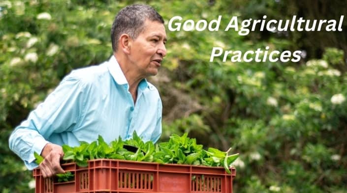 Good Agricultural Practices In Vegetable And Fruit Production good-agricultural-practices-in-vegetable-and-fruit-production