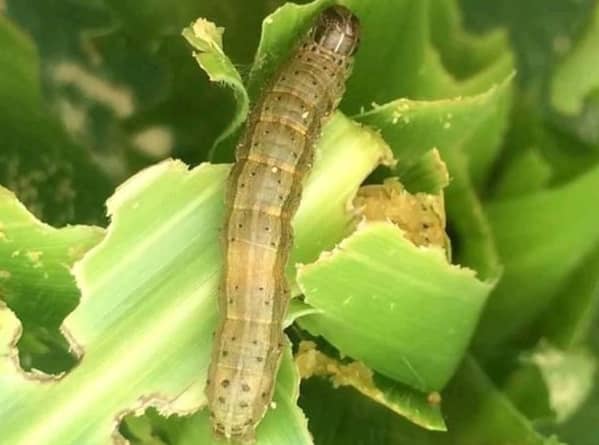 Fall Armyworm in Maize: How Do You Stop? - To Agriculture